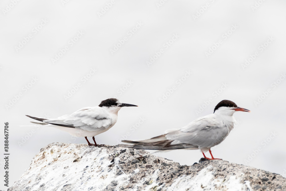 Roseate Tern, Sterna dougallii Roseate Tern, Sterna dougallii