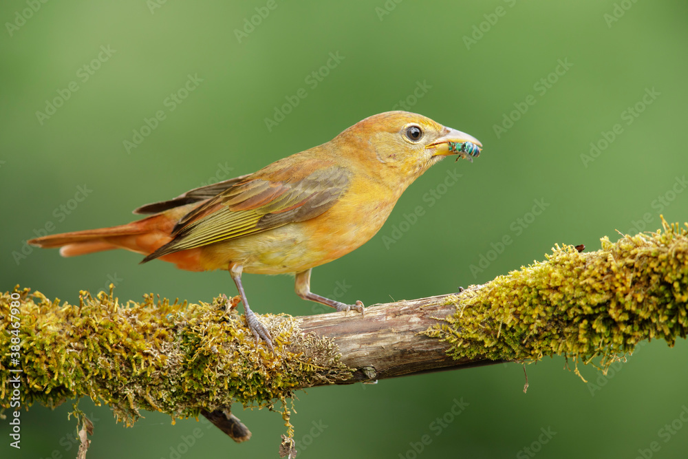 Obraz premium Summer Tanager, Piranga rubra