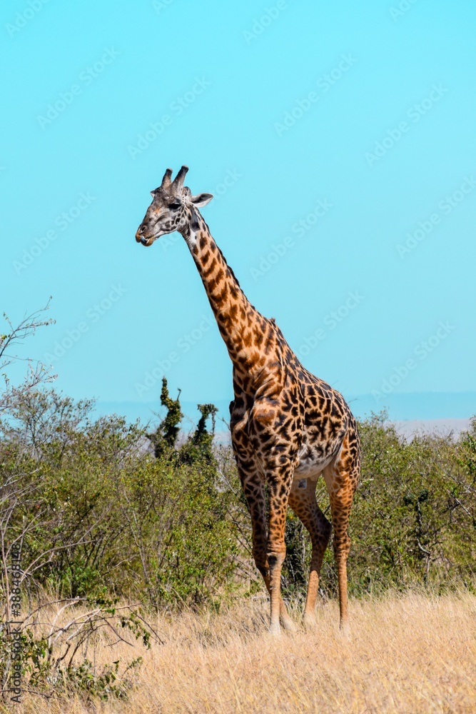 Obraz premium giraffe in the savannah