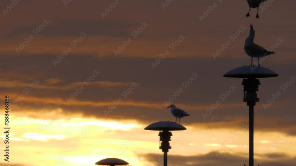Seagulls stand on street light in morning sunrise and opens mouth as another seagull fly by, handheld slow motion. Seagulls stand on street light in morning sunrise and opens mouth as another seagull fly by, handheld slow motion.