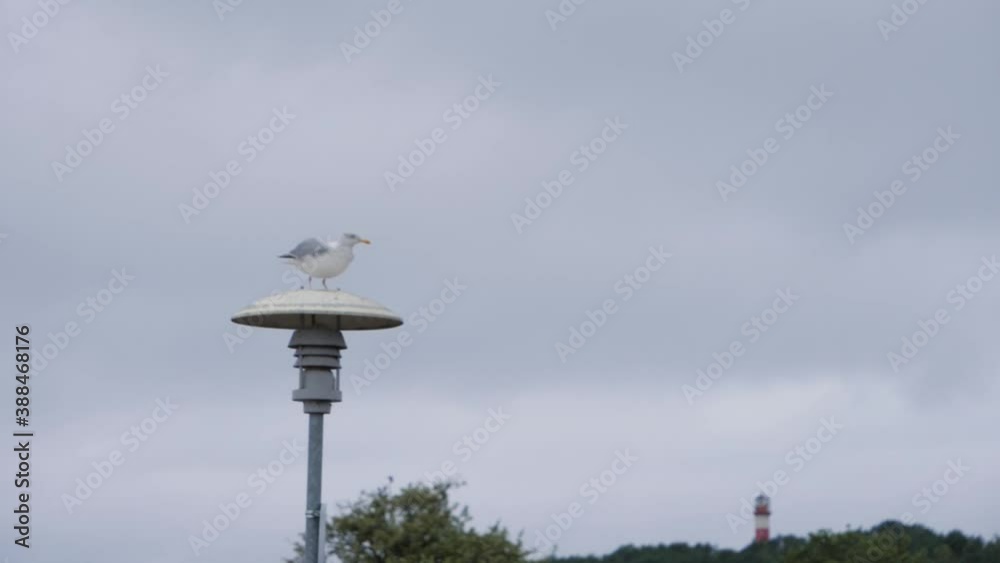 Rack focus bird take off lamp to lighthouse in distance, handheld slow motion. Rack focus bird take off lamp to lighthouse in distance, handheld slow motion.