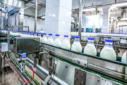 Milk production at factory. White bottles with blue tops going through conveyor line.