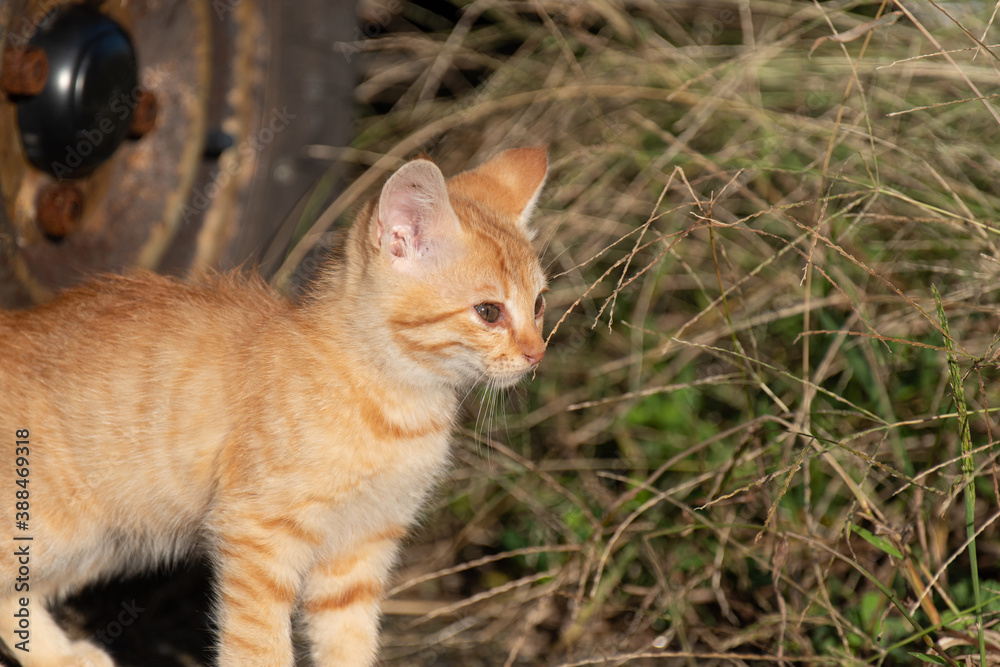 好奇心旺盛な子猫　茶トラ猫