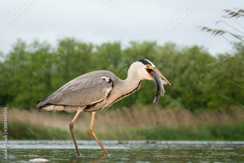 Grey Heron, Ardea cinerea