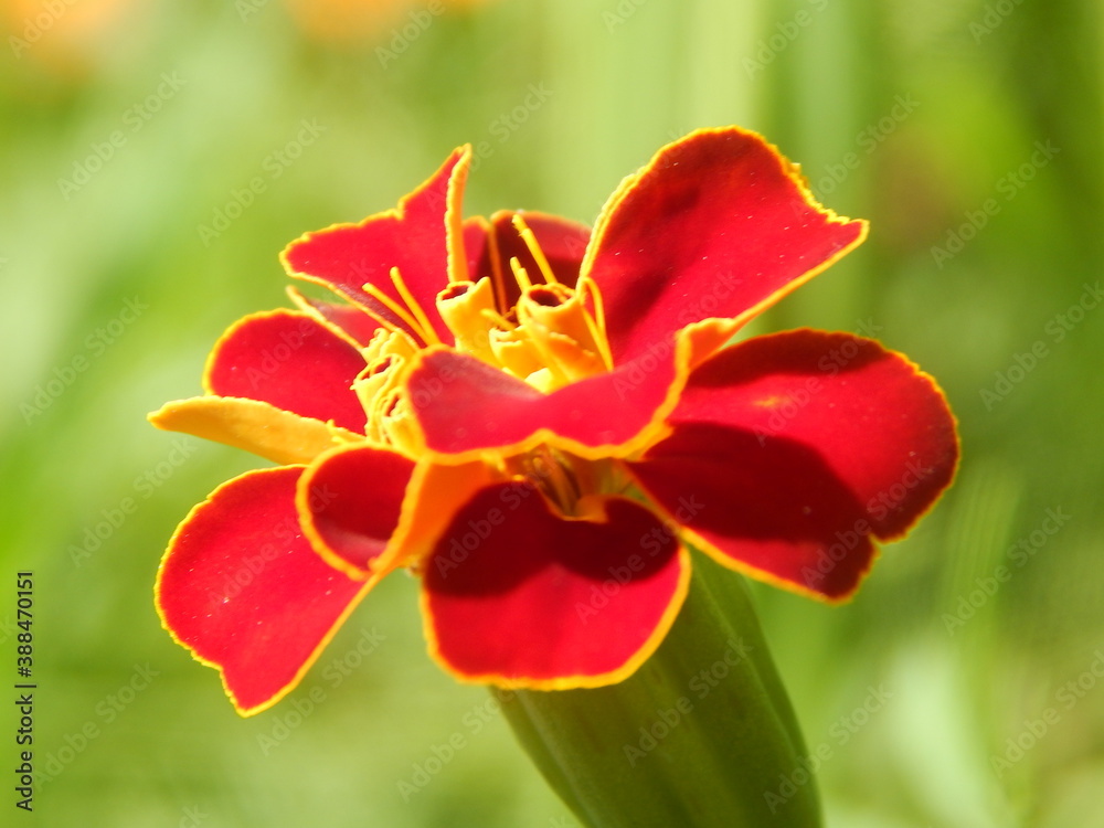 red flower