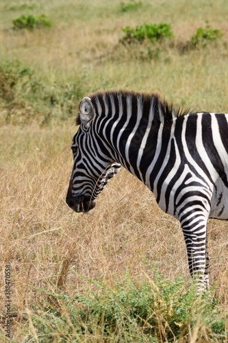 portrait of zebra in the savannah