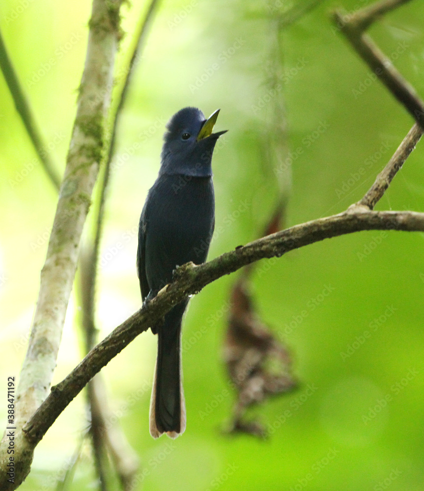 Obraz premium Babi Black-naped Monarch (Hypothymis azurea abbotti)
