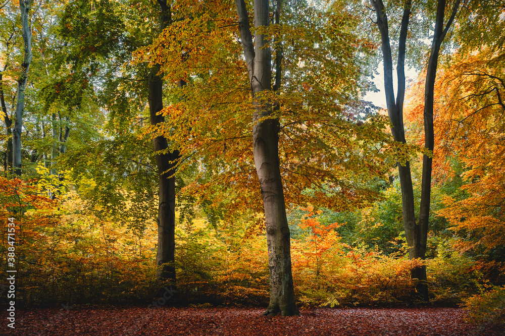 Obraz premium Plenterwald