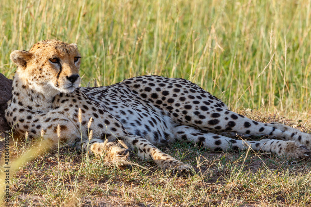Cheetah laying down and rest in the savannah Cheetah laying down and rest in the savannah