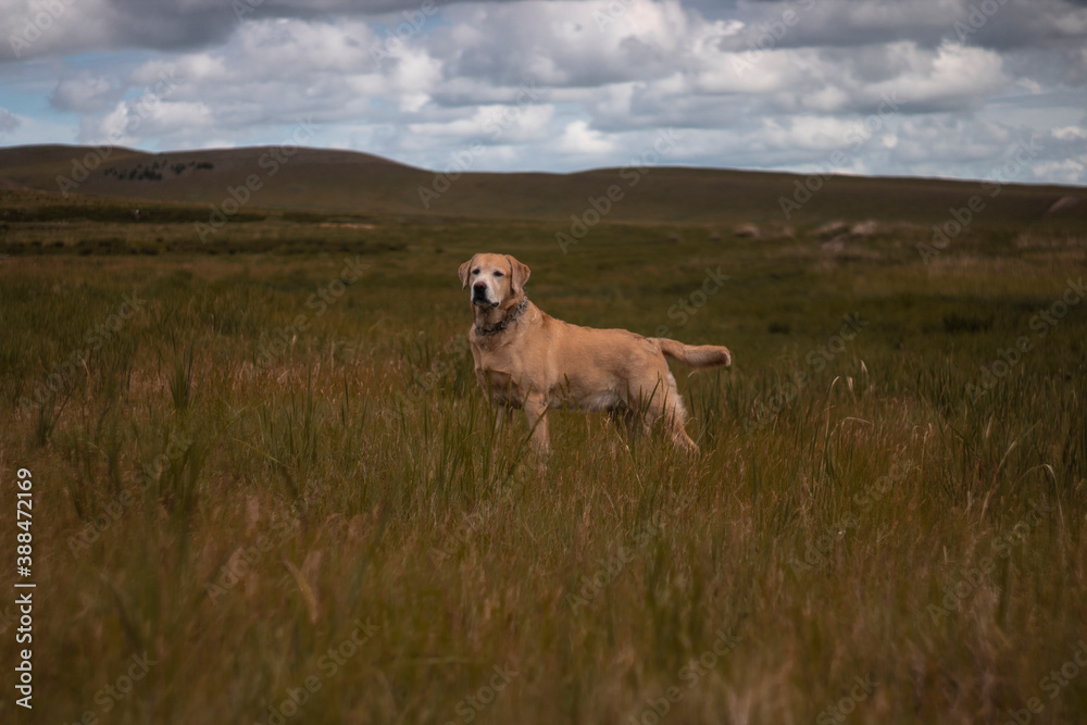 Fototapeta premium golden retriever in the field