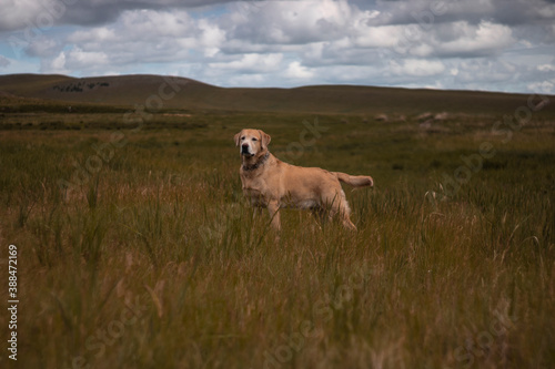 golden retriever in the field