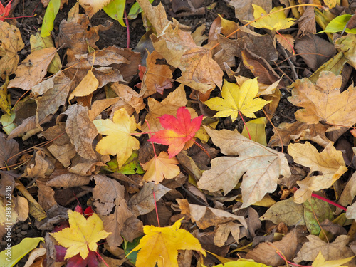 色づいたカエデの葉の落ち葉