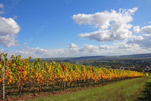 weinberge und panorama aussicht bei Abby Staint Hildegard oberhalb von Rüdesheim am Rhein photo