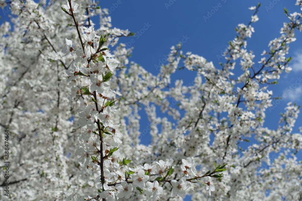 Cloudless blue sky and blossoming branches of plum tree in April Cloudless blue sky and blossoming branches of plum tree in April