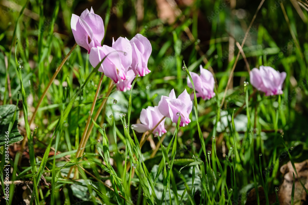 Obraz premium Cyclamen
