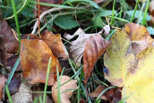 Herbst