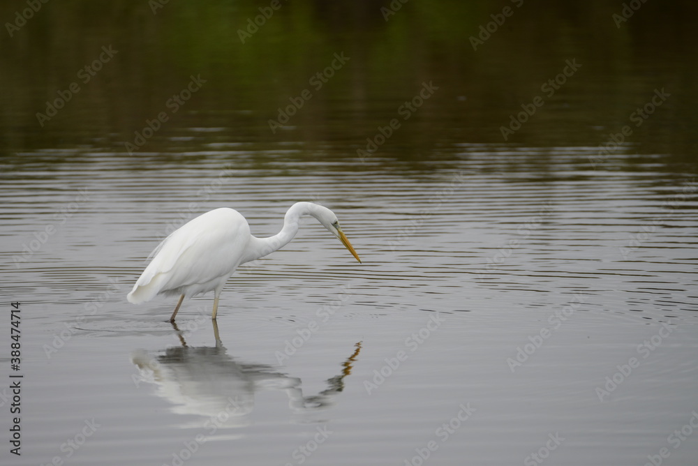 Obraz premium Grande aigrette