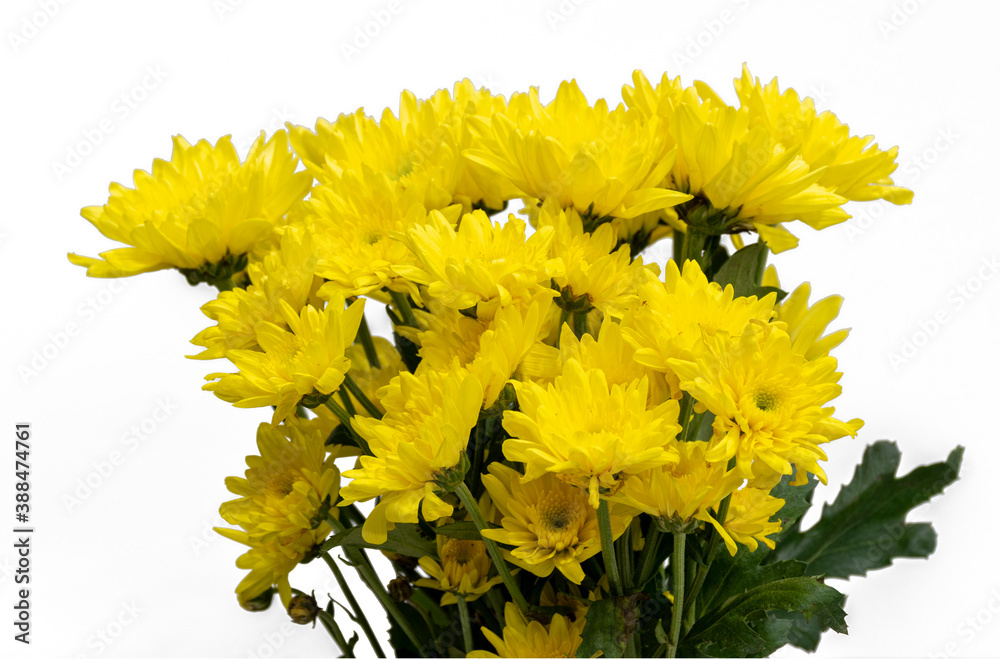 Yellow gerbera flower isolated on white background with cliping path Yellow gerbera flower isolated on white background with cliping path