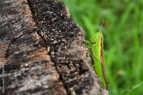 A grasshopper or locust rests on a stump of tree. © PSPS
