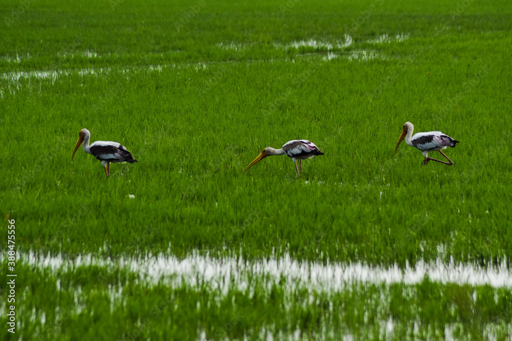 Fototapeta premium Saddle-billed stork flying on the sky