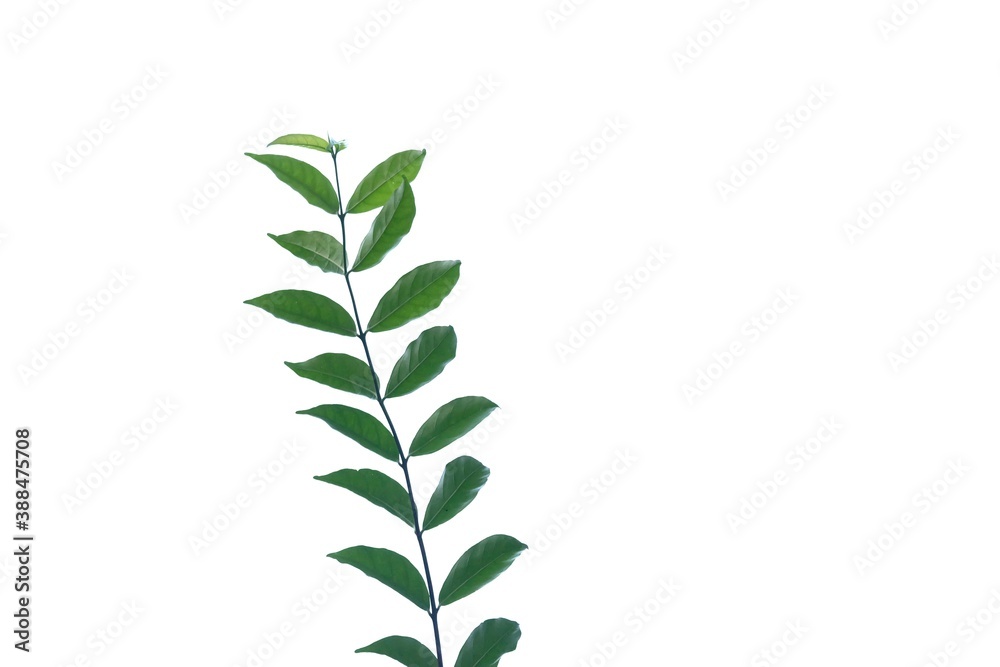 A twig of tropical plant leaves on white isolated background for green foliage backdrop and copy space 