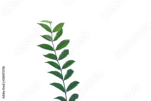A twig of tropical plant leaves on white isolated background for green foliage backdrop and copy space 