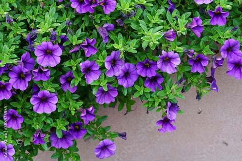 flowers in the garden