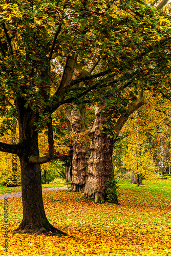 Ahornbäume und Herbstlaub im Park im Herbst