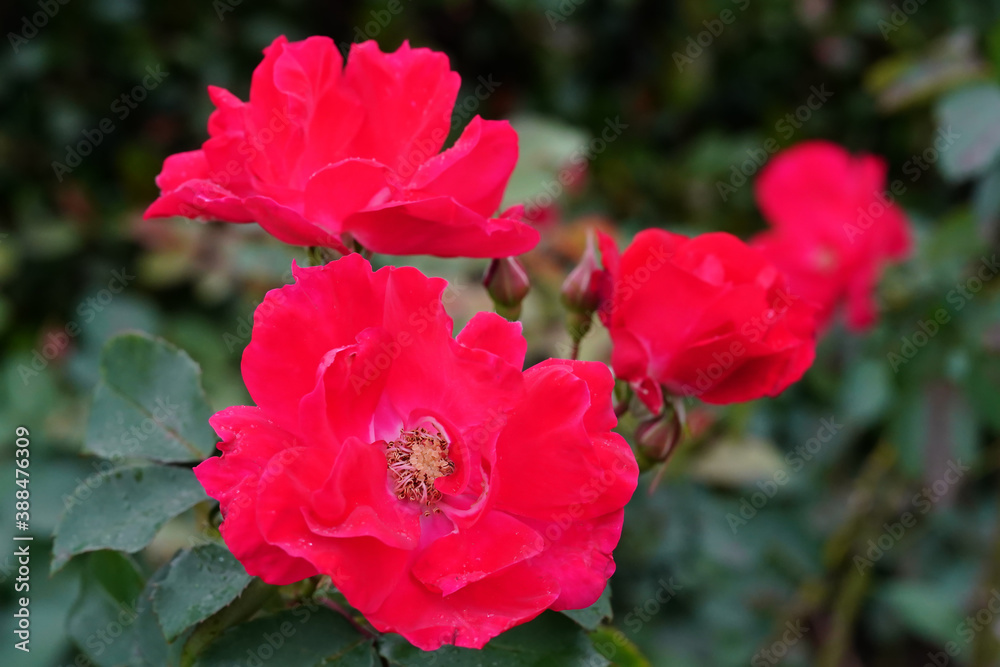 rose flower in the garden