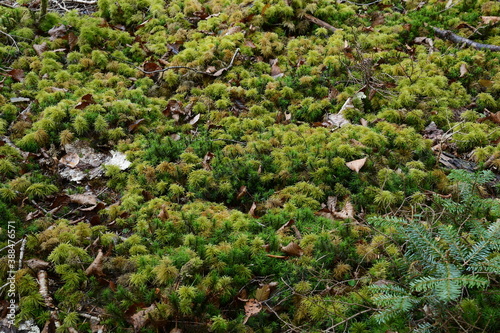 Carpet of moss in green forest