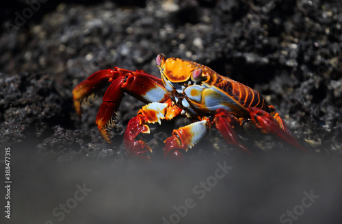 Sally Lightfoot Crab, Grapsus grapsus