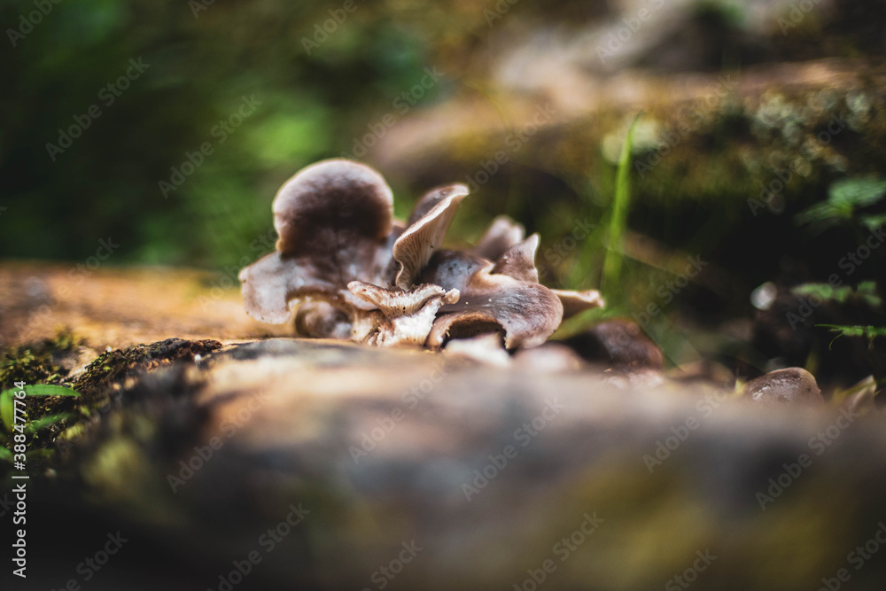 Sauerland - Winterberg im Oktober (Pilz)