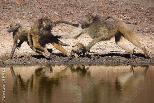 The chacma baboon (Papio ursinus), scuffle on the water. Aggressive behavior of large baboons. photo