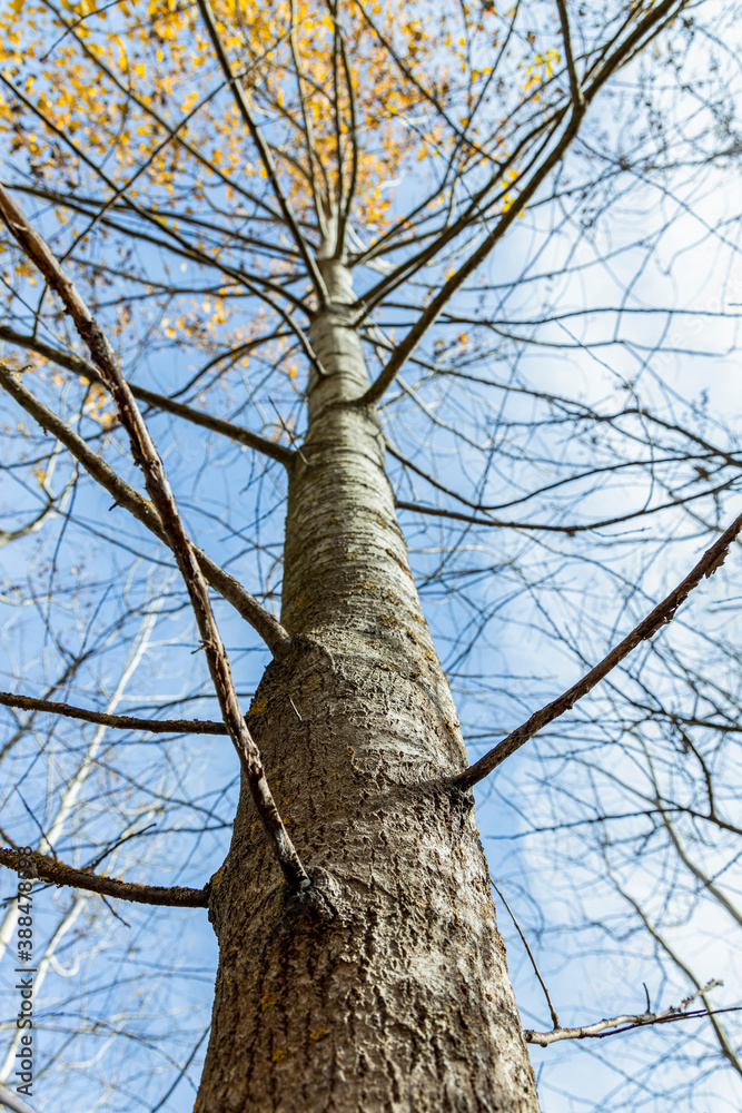 Fototapeta premium Tree / trunk texture with yellow leaves against blue sky on sun autumn fall day with shallow depth of field.