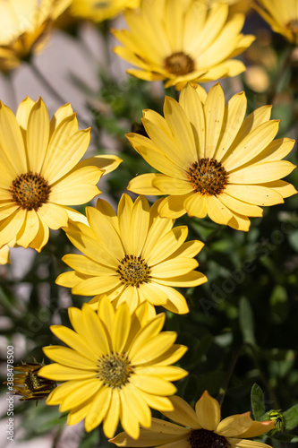 Dimorphotheca in the garden