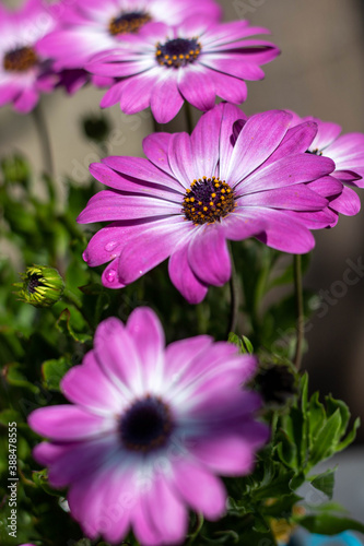 Dimorphotheca in the garden