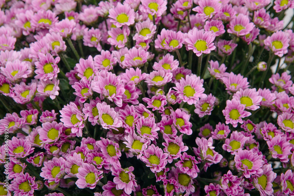 Pink chrysanthemums. Background from beautiful flowers. Pink chrysanthemums. Background from beautiful flowers.