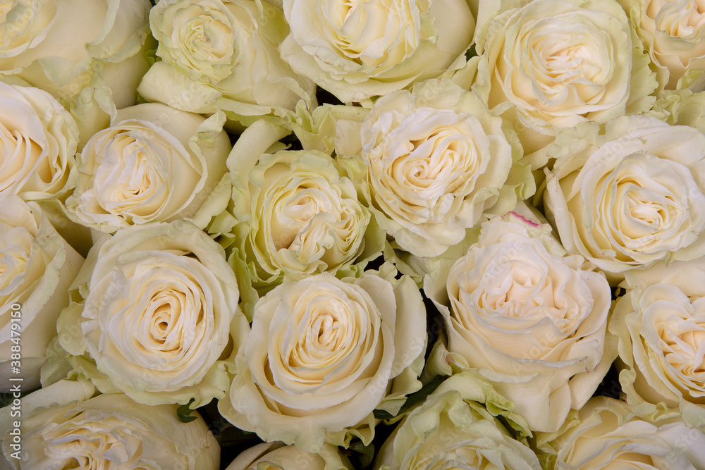 Beautiful white rose background Beautiful white rose background