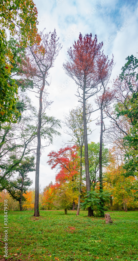 Naklejka premium Hiking through dense woods as jungle with many different plants growing around Elbe river small creek in Autumn colors, Magdeburg, Germany.