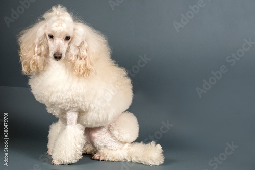 Beautiful white poodle
