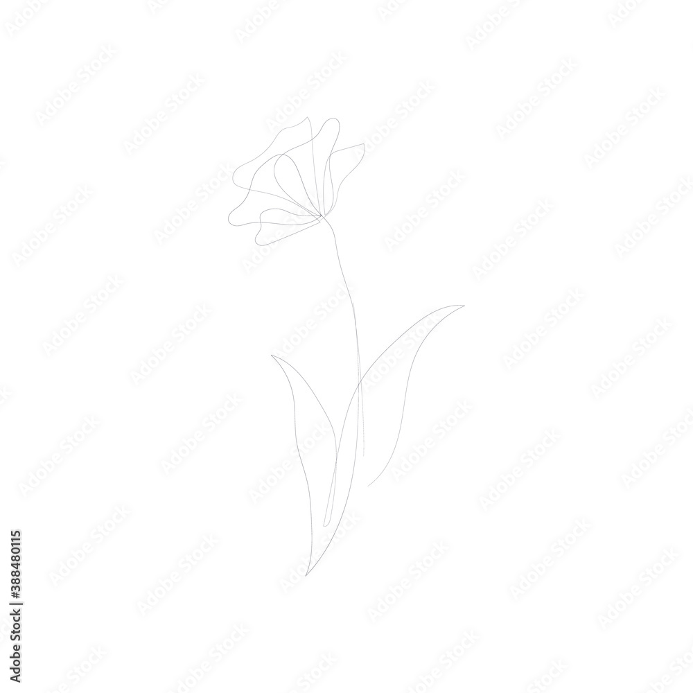 Picasso Line Drawings Flowers