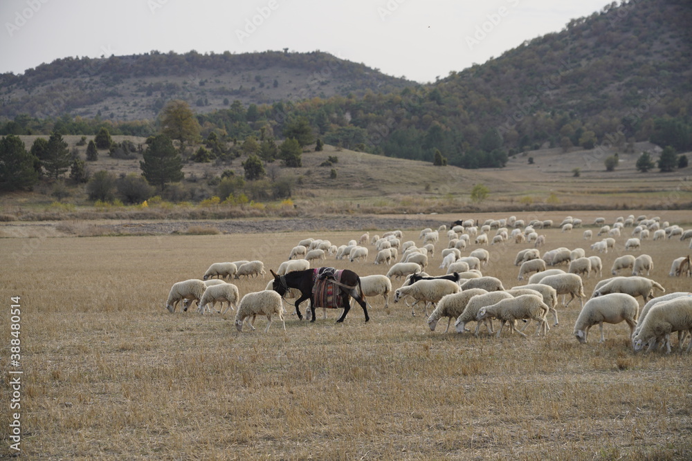 Sheep and donkey grazing in a meadow in the mountains Sheep and donkey grazing in a meadow in the mountains