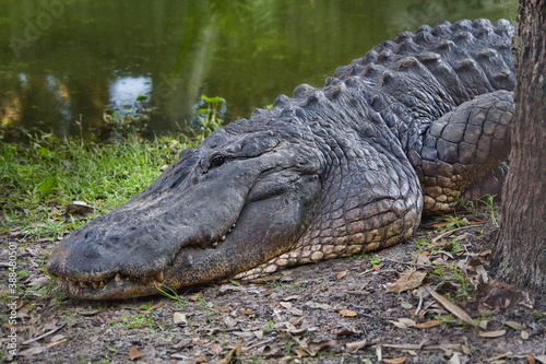 Uralter Riesenalligator liegt im Gras am Ufer mit geöffneten schwarzen Augen