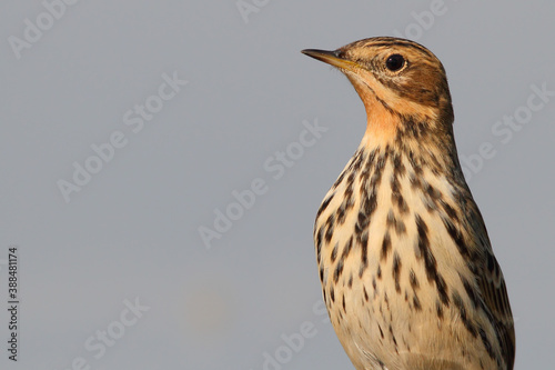 Red-throated pipit. Bird in autumn plumage. Anthus cervinus photo