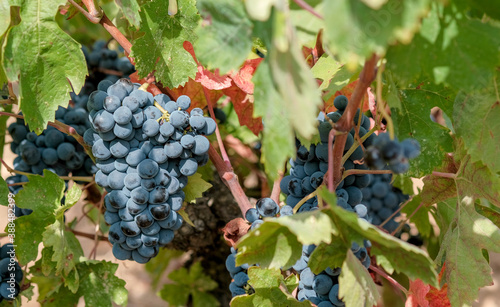 Close up of bunches of ripe blue wine grapes on vine on green and red leaves background. Grapevine with berries and leaves in autumn sunny day. Plantation of vines. Harvesting in Europe, Spain.  photo