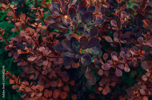 A plant with red leaves. Bush. Background