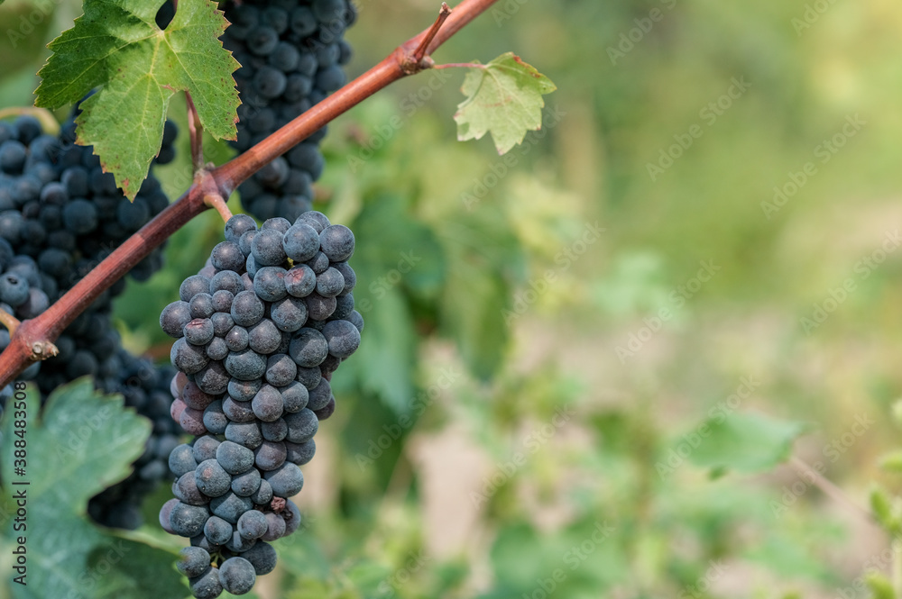 Beautiful bouquet of ripe blue wine grapes with copy space. Close up of bunches of ripe blue wine grapes on vine background. Plantation of vines. Autumn harvest in vineyard in Europe, Spain.