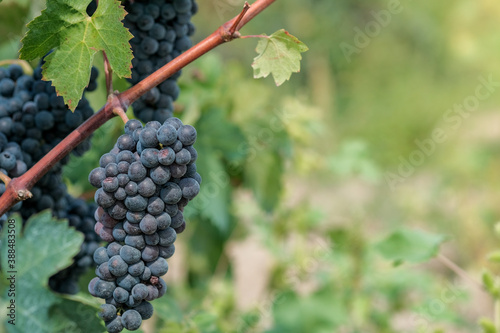 Beautiful bouquet of ripe blue wine grapes with copy space. Close up of bunches of ripe blue wine grapes on vine background. Plantation of vines. Autumn harvest in vineyard in Europe, Spain.