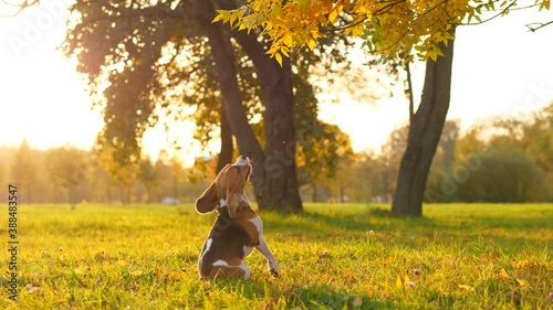 Dog jump up to tree branch but can't reach it, sit down and bark up. Sunny evening at yellow autumn park. Beagle make single attempt to take down toy hidden in tree leaves photo