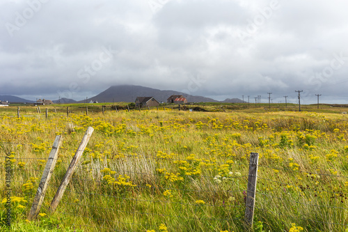 Wild flowers of the Machair North Uist Western Isles Scotland  photo